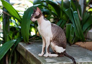 Cornish Rex