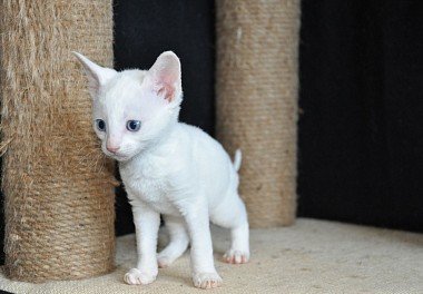 Cornish Rex