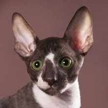 Cornish rex