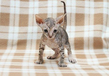 Cornish Rex