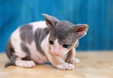 Cornish Rex