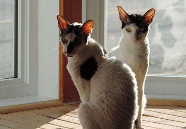 Cornish Rex