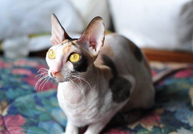 Cornish Rex