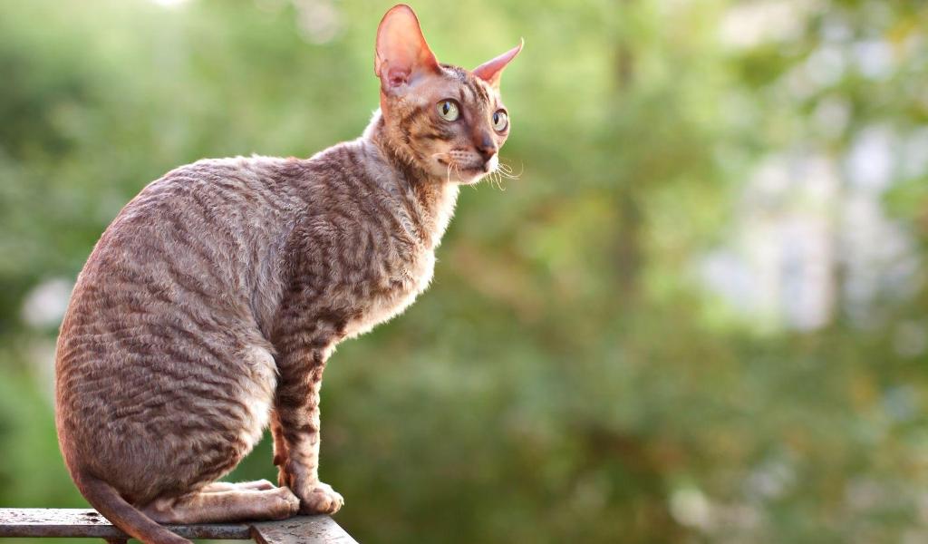 Cornish Rex