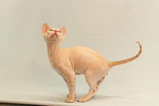 Cornish Rex