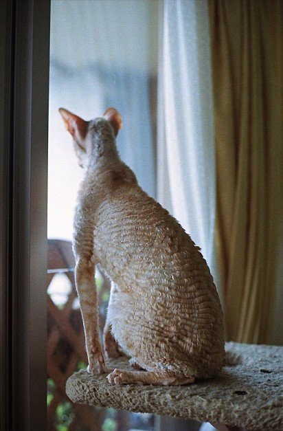 Cornish Rex's Curly Back