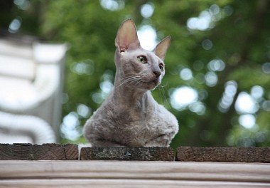 Cornish Rex