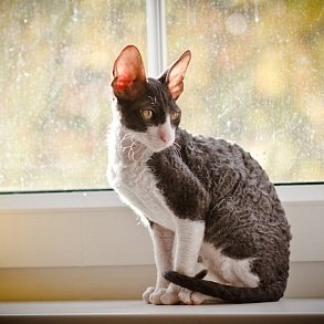 Cornish rex