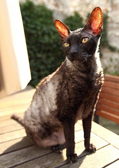 Cornish Rex