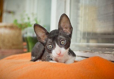 Cornish Rex