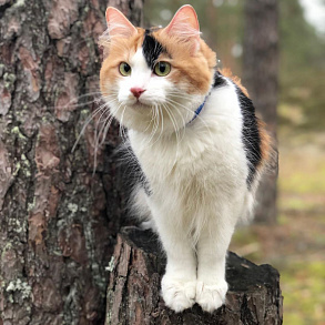 Kurilian Bobtail