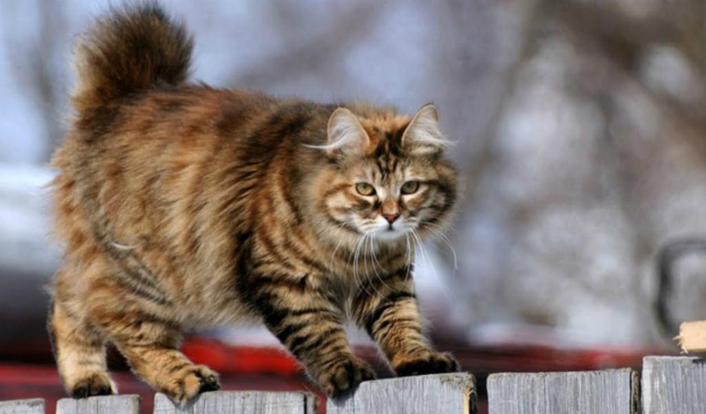 Kurilian Bobtail