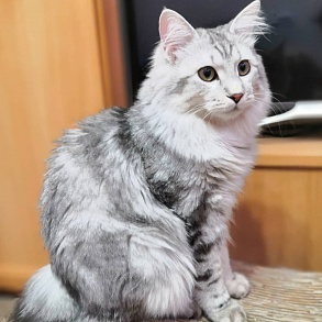 Kurilian Bobtail