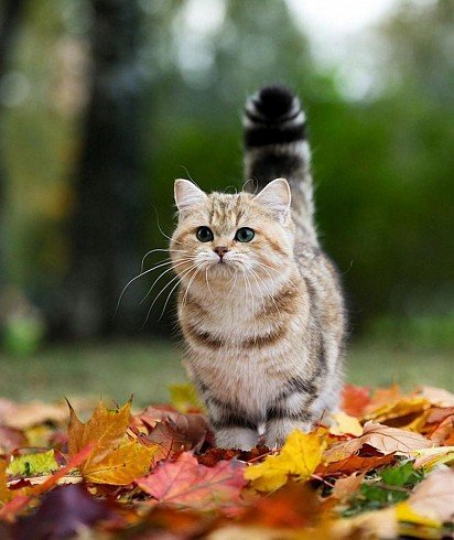 Munchkins are adorable short-legged cats