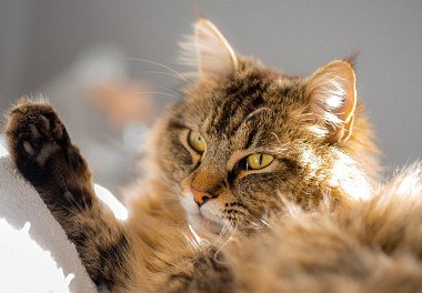 Maine Coon