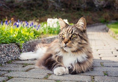 Maine Coon