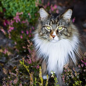 Maine Coon