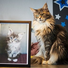 Maine Coon