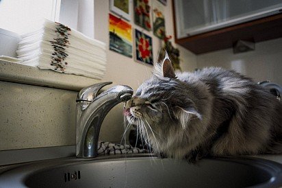 Maine Coon kitten drinks tap water