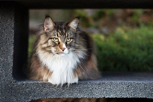 Maine Coon