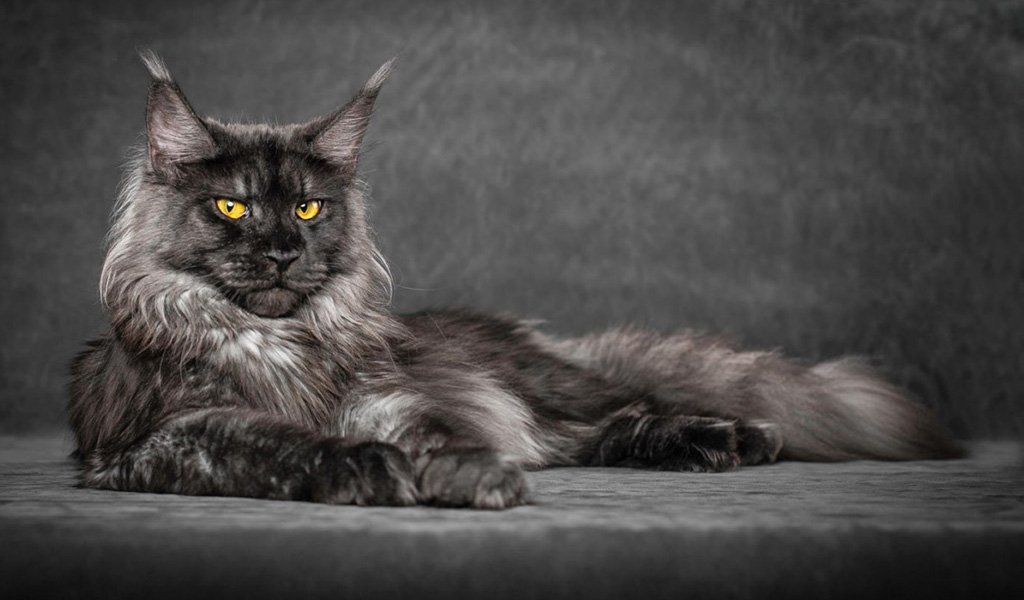 Maine Coon