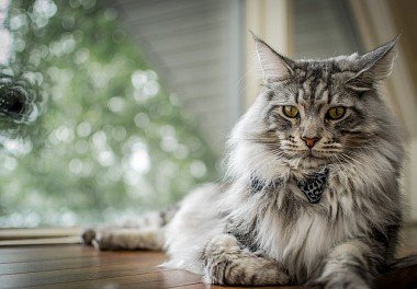 Maine Coon