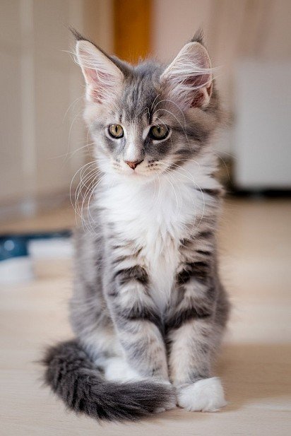 Maine Coon Kitten