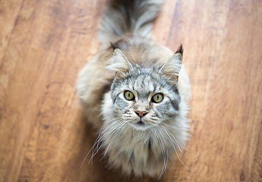 Maine Coon