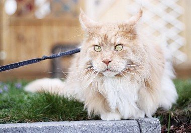 Maine Coon