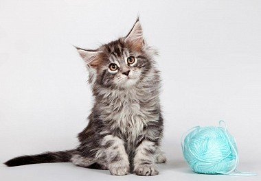 Maine Coon