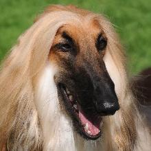 Afghan hound