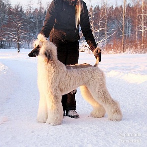 Afghan Greyhound