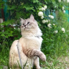 Nevsky masquerade cat