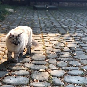 Nevsky Masquerade Cat