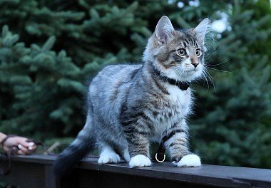 Norwegian Forest Cat