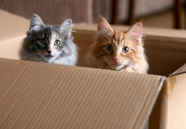 Norwegian Forest Cat