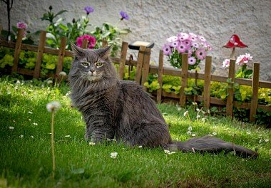 Norwegian Forest Cat