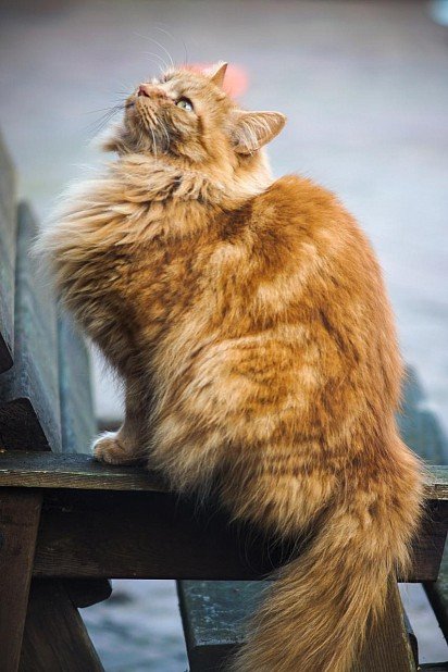 Red Norwegian Forest Cat