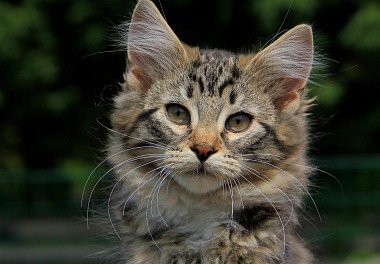 Norwegian Forest Cat