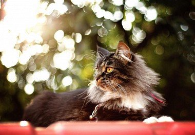 Norwegian Forest Cat