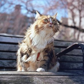 Norwegian Forest Cat