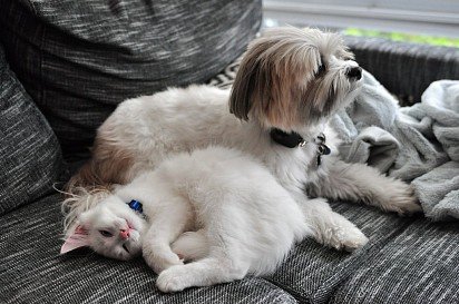 Norwegian Forest Cat with Dog