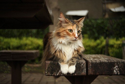 Norwegian Forest Cat