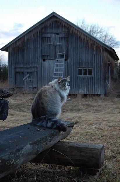 Norwegian Forest Cat