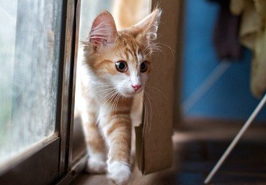 Norwegian Forest Cat