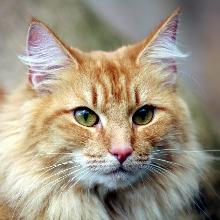 Norwegian forest cat