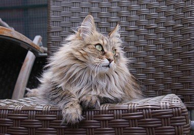 Norwegian Forest Cat