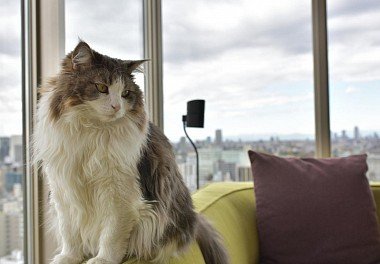 Norwegian Forest Cat