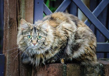 Norwegian Forest Cat