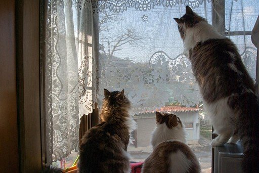 Norwegian Forest Cat